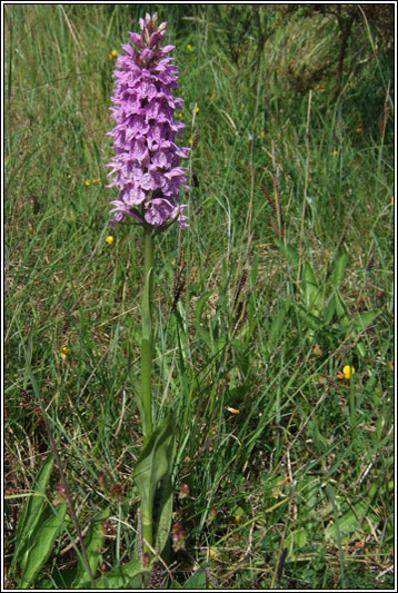 Dactylorhiza fuchsii x occidentalis