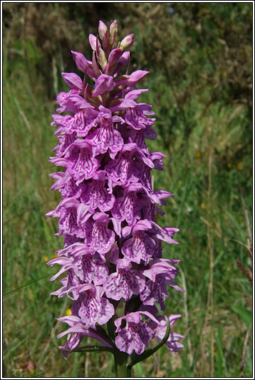 Dactylorhiza fuchsii x occidentalis
