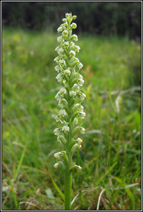 Small-white Orchid, Pseudorchis albida