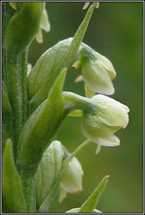 Small-white Orchid, Pseudorchis albida