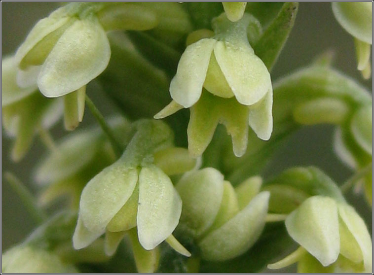 Small-white Orchid, Pseudorchis albida