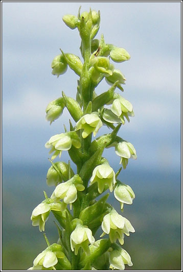 Small-white Orchid, Pseudorchis albida