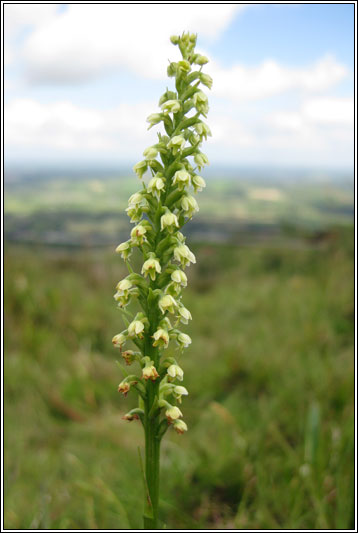 Small-white Orchid, Pseudorchis albida