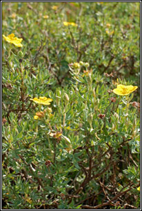Shrubby Cinquefoil, Potentilla fruticosa