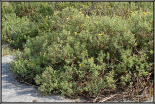 Shrubby Cinquefoil, Potentilla fruticosa