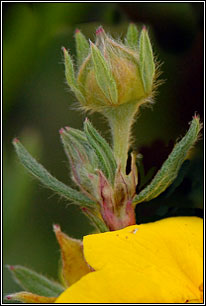 Shrubby Cinquefoil, Potentilla fruticosa