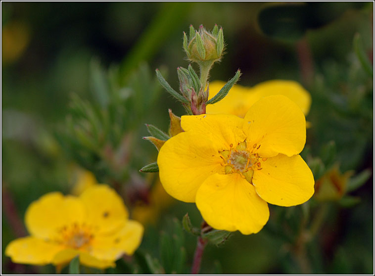 Shrubby Cinquefoil, Potentilla fruticosa