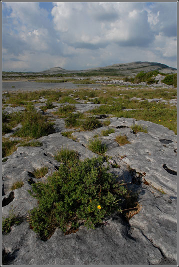 Shrubby Cinquefoil, Potentilla fruticosa