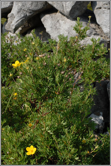 Shrubby Cinquefoil, Potentilla fruticosa