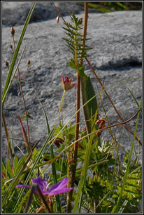Dropwort, Filipendula vulgaris