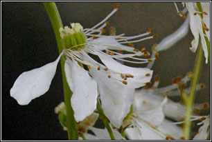 Dropwort, Filipendula vulgaris
