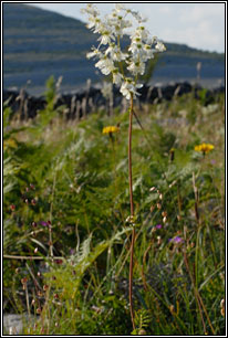Dropwort, Filipendula vulgaris
