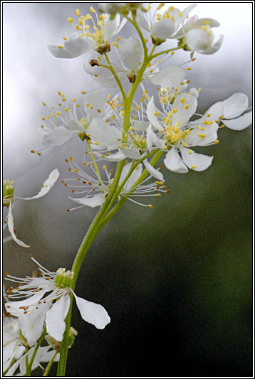 Dropwort, Filipendula vulgaris