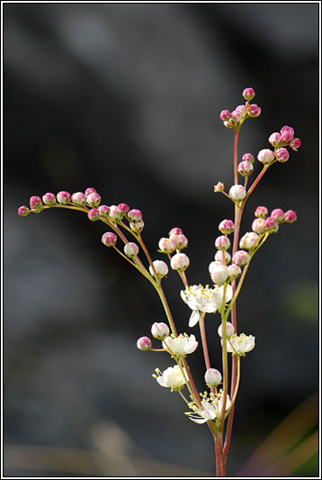 Dropwort, Filipendula vulgaris