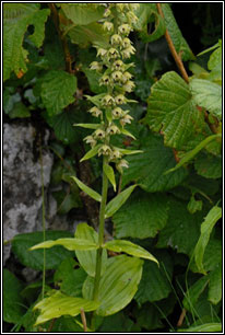 Broad-leaved Helleborine, Epipactis helleborine