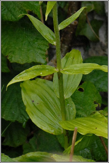 Broad-leaved Helleborine, Epipactis helleborine