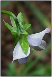 Wild Pansy, Viola tricolor