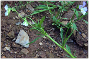 Wild Pansy, Viola tricolor