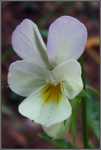 Wild Pansy, Viola tricolor