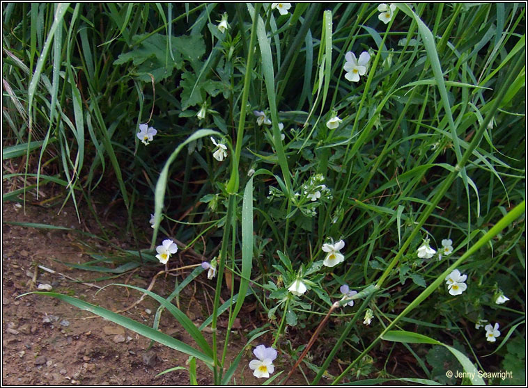 Wild Pansy, Viola tricolor