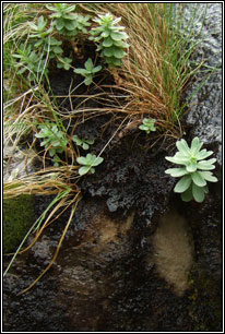 Roseroot, Rhodiola rosea