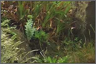 Roseroot, Rhodiola rosea