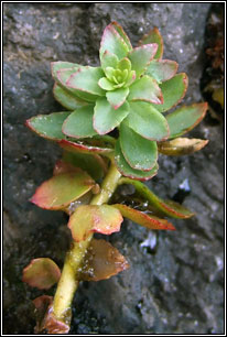 Roseroot, Rhodiola rosea