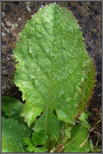 Blue Sow-thistle, Cicerbita macrophylla