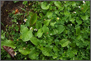 Blue Sow-thistle, Cicerbita macrophylla