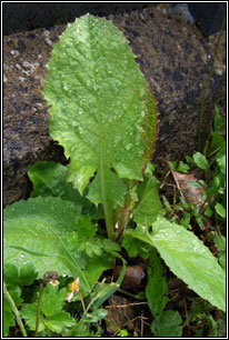 Blue Sow-thistle, Cicerbita macrophylla