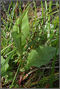 Marsh Hawk's-beard, Crepis paludosa