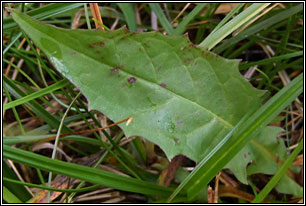Marsh Hawk's-beard, Crepis paludosa