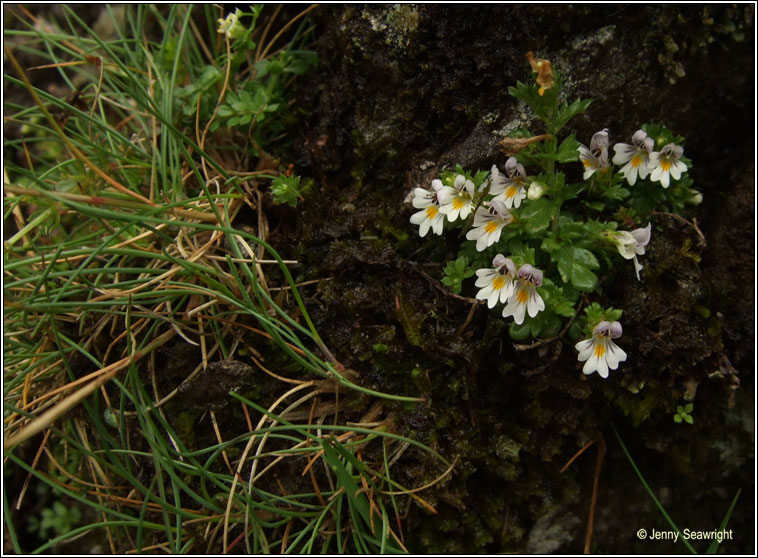 Euphrasia confusa