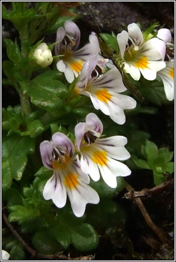 Euphrasia confusa