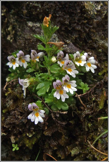 Euphrasia confusa