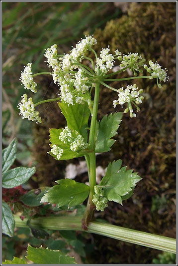 Wild Celery, Apium graveolens