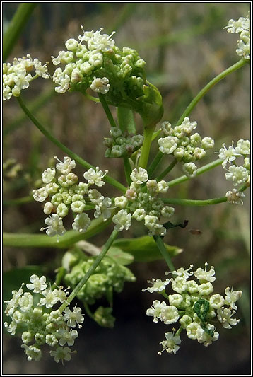 Wild Celery, Apium graveolens
