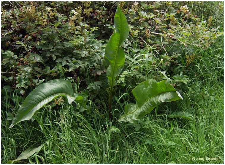 Water Dock, Rumex hydrolapathum