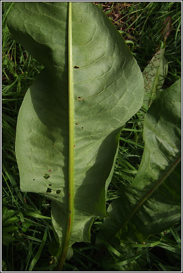 Water Dock, Rumex hydrolapathum
