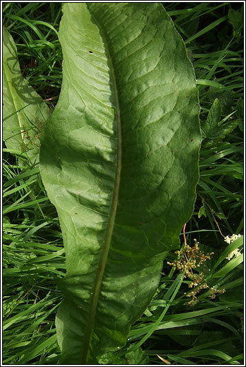 Water Dock, Rumex hydrolapathum