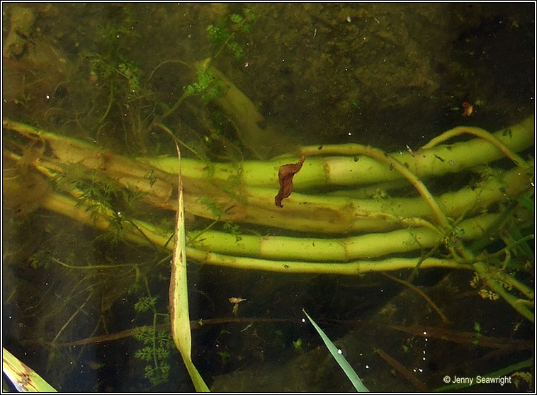 Fine-leaved Water-dropwort, Oenanthe aquatica