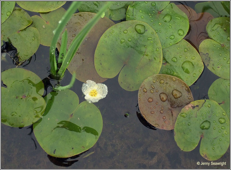 Frogbit, Hydrocharis morsus-ranae