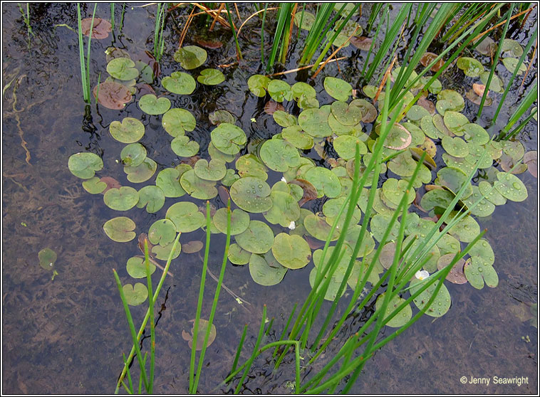 Frogbit, Hydrocharis morsus-ranae