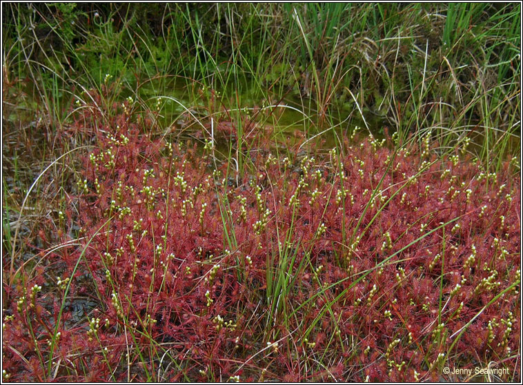 Great Sundew, Drosera anglica