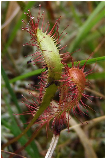 Great Sundew, Drosera anglica