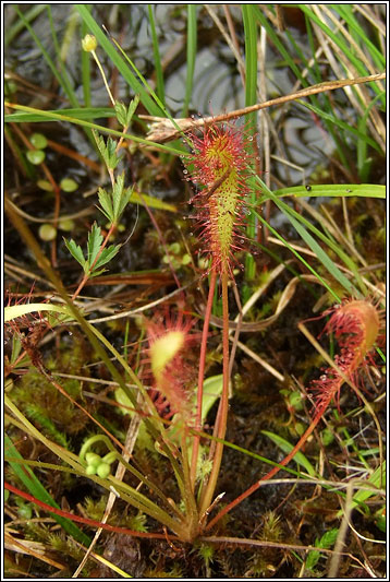 Great Sundew, Drosera anglica