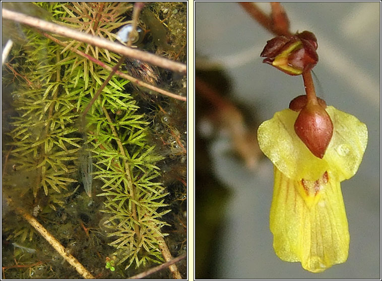 Lesser Bladderwort, Utricularia minor, Lus borraigh beag