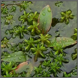 Fen Pondweed, Potamogeton coloratus, Liach eanaigh