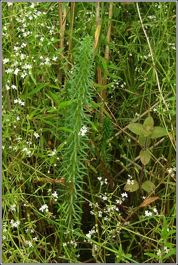 Mare's-tail, Hippuris vulgaris