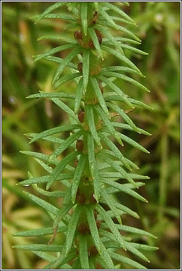 Mare's-tail, Hippuris vulgaris